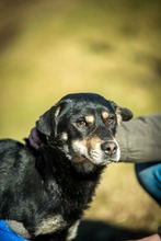 CARBONARA, Hund, Mischlingshund in Ungarn - Bild 16