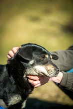 CARBONARA, Hund, Mischlingshund in Ungarn - Bild 18