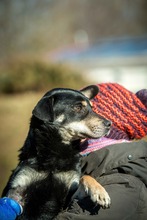CARBONARA, Hund, Mischlingshund in Ungarn - Bild 19