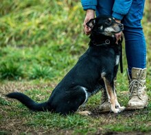 CARBONARA, Hund, Mischlingshund in Ungarn - Bild 3