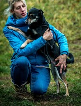 CARBONARA, Hund, Mischlingshund in Ungarn - Bild 4