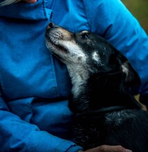 CARBONARA, Hund, Mischlingshund in Ungarn - Bild 6