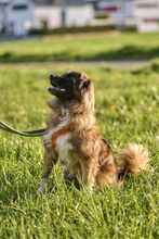 GUSTAV, Hund, Mischlingshund in Neuhausen - Bild 3