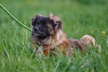 GUSTAV, Hund, Mischlingshund in Neuhausen - Bild 9
