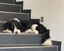 ZIVA, Hund, Mischlingshund in Kiefersfelden - Bild 1