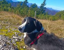ZIVA, Hund, Mischlingshund in Kiefersfelden - Bild 5