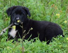 AMELIA, Hund, Mischlingshund in Griechenland - Bild 5