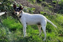 FERNANDO, Hund, Ratonero Bodeguero Andaluz in Ilmenau - Bild 5