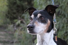 GOOFY, Hund, Mischlingshund in Spanien - Bild 1