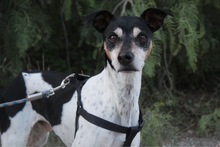 GOOFY, Hund, Mischlingshund in Spanien - Bild 10