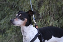 GOOFY, Hund, Mischlingshund in Spanien - Bild 11