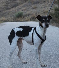 GOOFY, Hund, Mischlingshund in Spanien - Bild 13