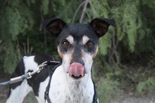 GOOFY, Hund, Mischlingshund in Spanien - Bild 2