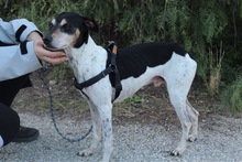 GOOFY, Hund, Mischlingshund in Spanien - Bild 8