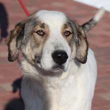 GEORGIA, Hund, Mischlingshund in Rumänien - Bild 1