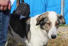 GEORGIA, Hund, Mischlingshund in Rumänien - Bild 15