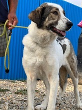 GEORGIA, Hund, Mischlingshund in Rumänien - Bild 16