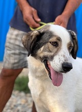GEORGIA, Hund, Mischlingshund in Rumänien - Bild 17