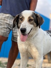 GEORGIA, Hund, Mischlingshund in Rumänien - Bild 18
