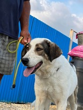 GEORGIA, Hund, Mischlingshund in Rumänien - Bild 19