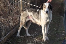 GEORGIA, Hund, Mischlingshund in Rumänien - Bild 20