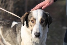 GEORGIA, Hund, Mischlingshund in Rumänien - Bild 21