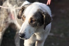 GEORGIA, Hund, Mischlingshund in Rumänien - Bild 22