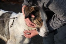 GEORGIA, Hund, Mischlingshund in Rumänien - Bild 23