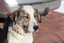 GEORGIA, Hund, Mischlingshund in Rumänien - Bild 24