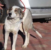 GEORGIA, Hund, Mischlingshund in Rumänien - Bild 25