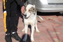 GEORGIA, Hund, Mischlingshund in Rumänien - Bild 26