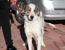 GEORGIA, Hund, Mischlingshund in Rumänien - Bild 27