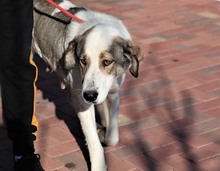 GEORGIA, Hund, Mischlingshund in Rumänien - Bild 28
