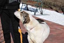 GEORGIA, Hund, Mischlingshund in Rumänien - Bild 29