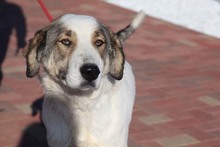 GEORGIA, Hund, Mischlingshund in Rumänien - Bild 30