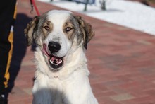 GEORGIA, Hund, Mischlingshund in Rumänien - Bild 31