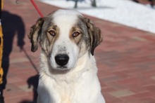 GEORGIA, Hund, Mischlingshund in Rumänien - Bild 32