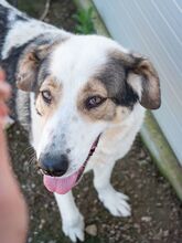 GEORGIA, Hund, Mischlingshund in Rumänien - Bild 4