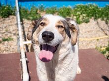 GEORGIA, Hund, Mischlingshund in Rumänien - Bild 5