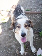 GEORGIA, Hund, Mischlingshund in Rumänien - Bild 6