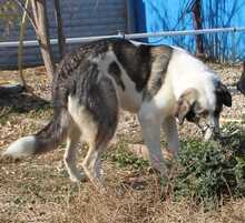 GEORGIA, Hund, Mischlingshund in Rumänien - Bild 8