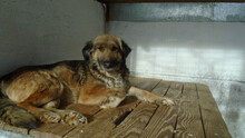 POLLINA, Hund, Mischlingshund in Ungarn - Bild 6