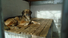 POLLINA, Hund, Mischlingshund in Ungarn - Bild 7