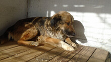 POLLINA, Hund, Mischlingshund in Ungarn - Bild 9