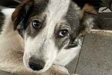 ALISA, Hund, Mischlingshund in Rumänien - Bild 1