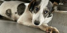 ALISA, Hund, Mischlingshund in Rumänien - Bild 3