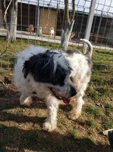 MATTI, Hund, Mioritic Hirtenhund-Mix in Rumänien - Bild 10