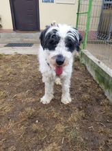 MATTI, Hund, Mioritic Hirtenhund-Mix in Rumänien - Bild 14
