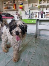 MATTI, Hund, Mioritic Hirtenhund-Mix in Rumänien - Bild 19