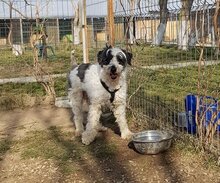 MATTI, Hund, Mioritic Hirtenhund-Mix in Rumänien - Bild 5